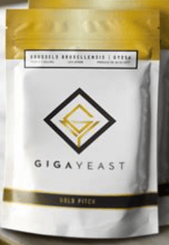 GigaYeast GB150 Sour Cherry Funk